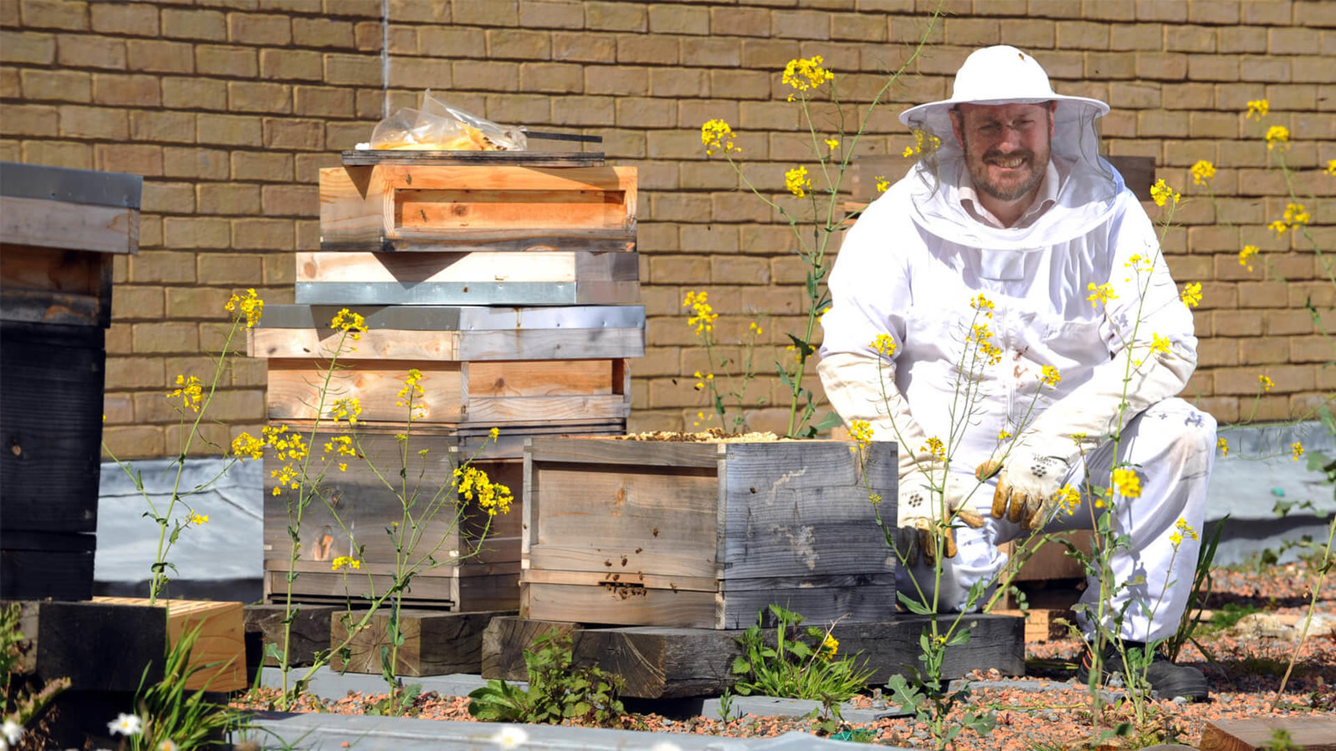 Bees at St David's