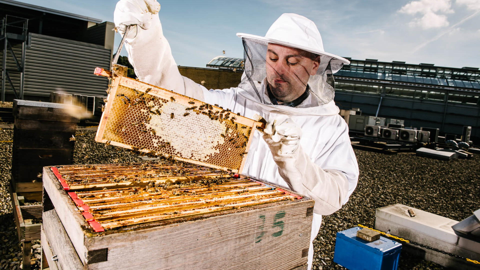 White Rose Bees, Landsec